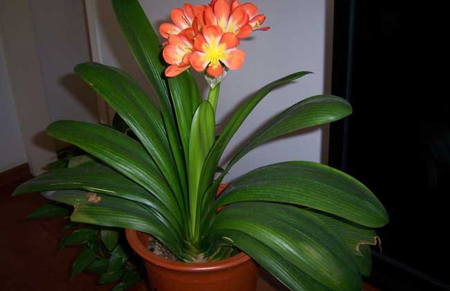 盆栽君子兰怎么养?