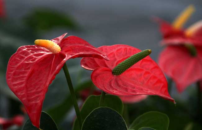 盆栽红掌怎么养才好?