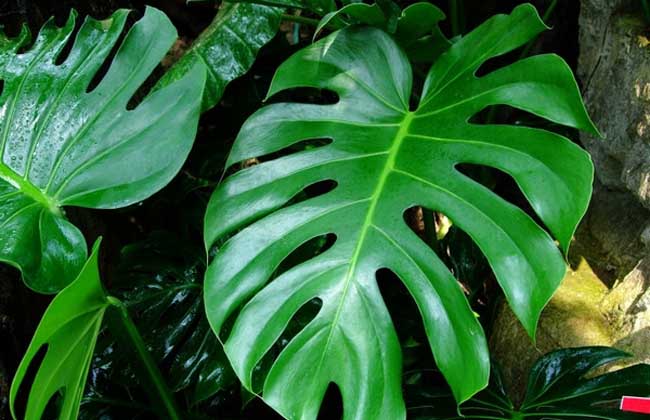 盆栽龟背竹怎么养?