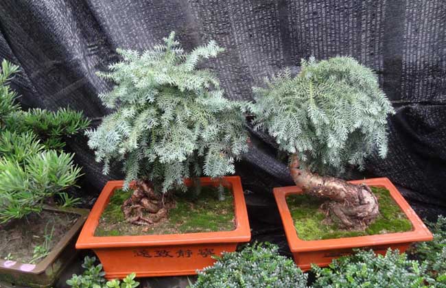 盆栽澳洲杉怎么养?