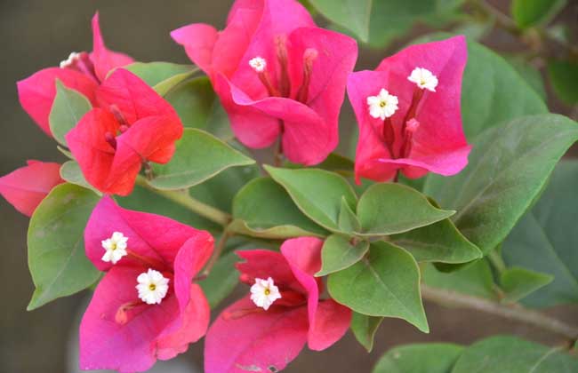 盆栽三角梅怎么养?