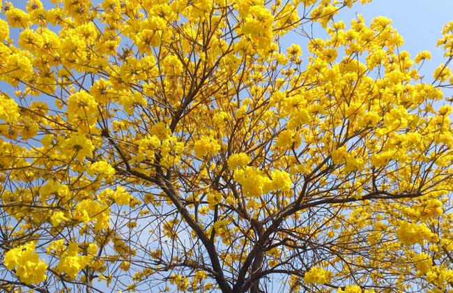 风铃木什么时候开花?