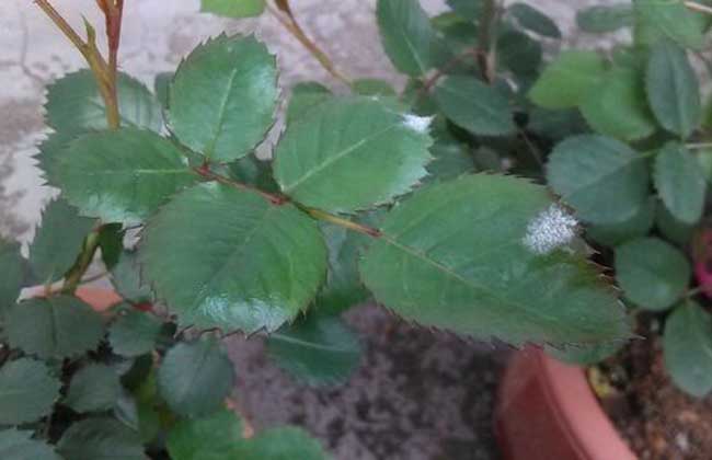 月季白粉病的防治方法
