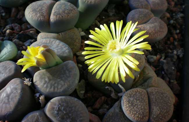 生石花种子怎么种?