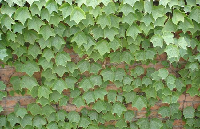 爬山虎的坏处有哪些?