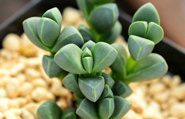 鹿角海棠皱了怎么办?