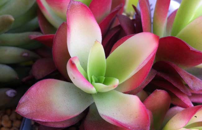 火祭的养殖方法