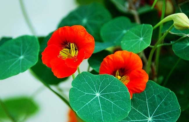 旱金莲种子怎么种?