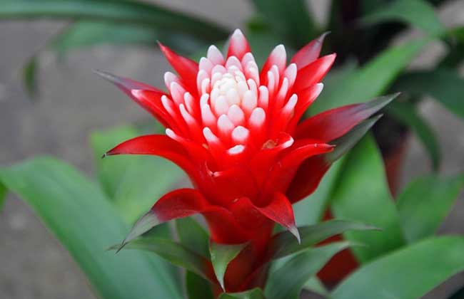 彩苞凤梨怎么养才好?