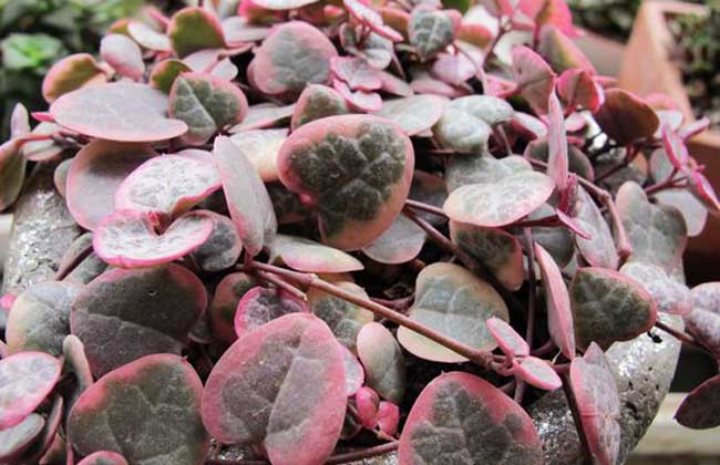 爱之蔓怎么繁殖?