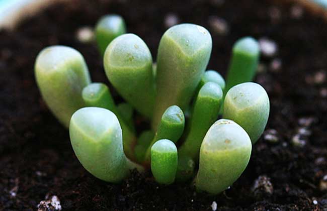 五十铃玉怎么养才好?