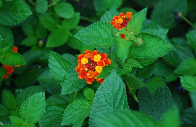 五色梅种子怎么种?