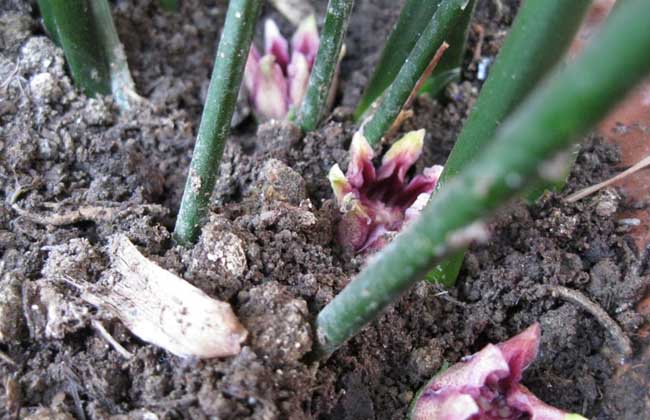 一叶兰会开花吗?