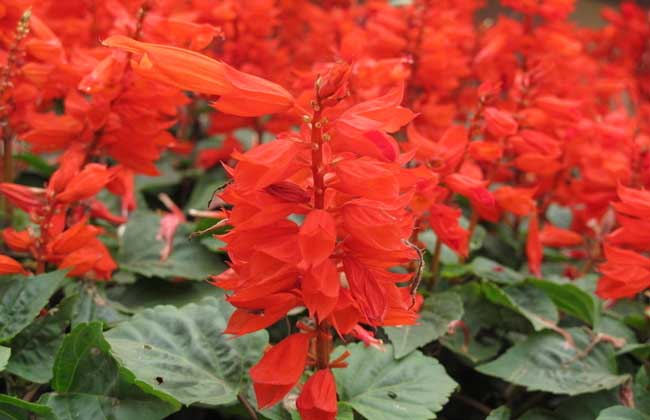 一串红什么季节开花?