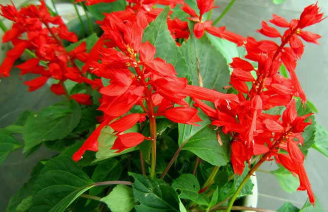 一串红怎么种植才好?