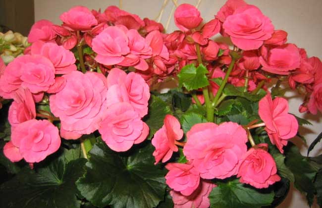 养鱼的水能浇花吗?