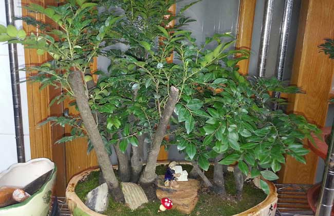 小叶紫檀盆景怎么养护?