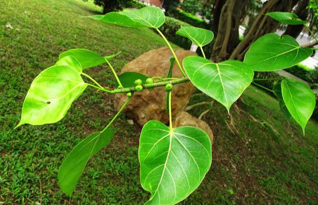 菩提树是什么树?