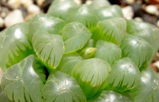 玉露会不会开花?