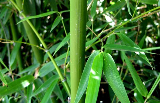 竹子有什么用途?