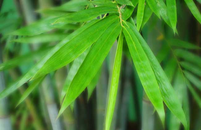 毛竹是什么植物?