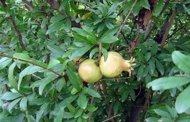 石榴树盆景怎么制作?