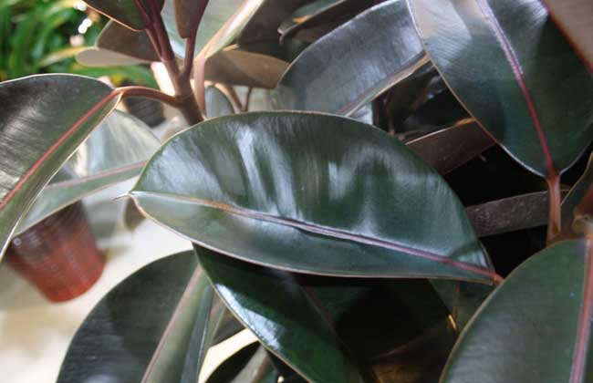 黑金刚橡皮树怎么养?