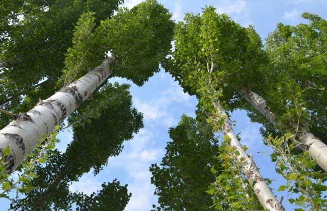 白杨树的资料有哪些?