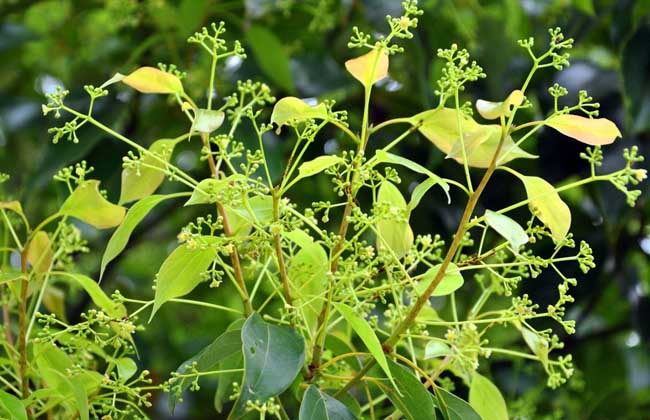 香樟树能驱蚊吗?