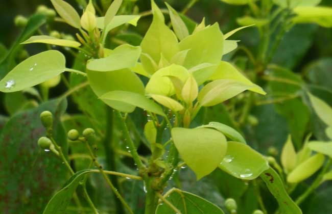 香樟树的资料有哪些?