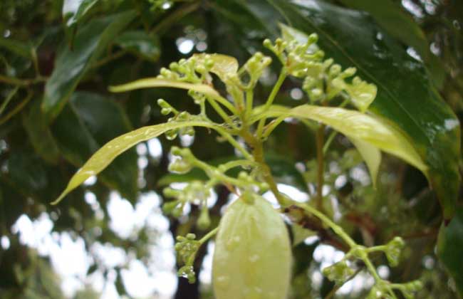 香樟树有什么作用?