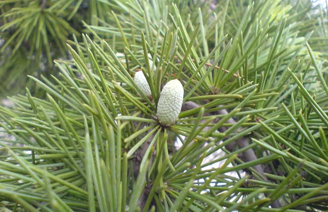 雪松有什么用途?