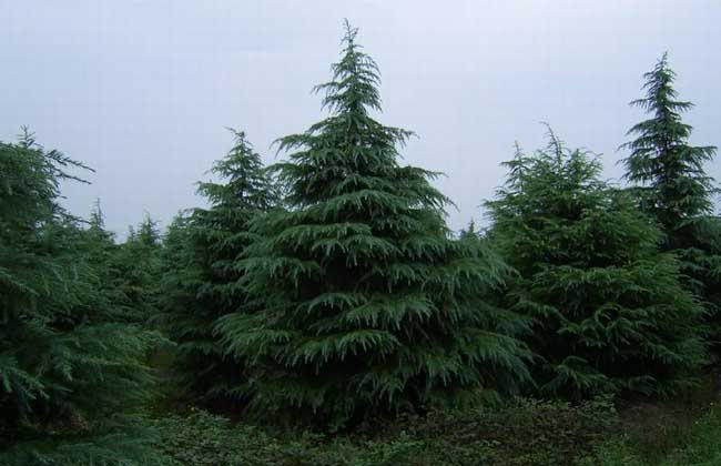 雪松产地在哪里?