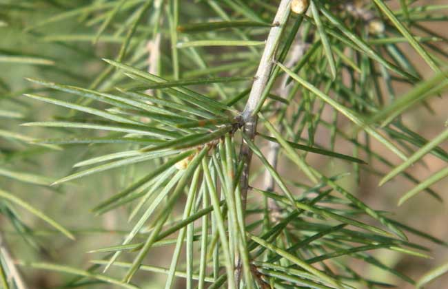 松树会不会落叶?