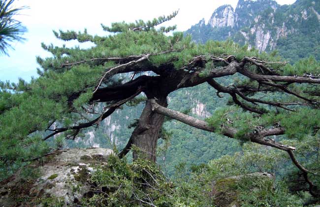 松树有什么作用?