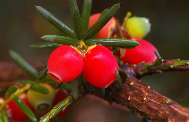 红豆杉是几级保护植物?
