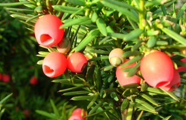 红豆杉能净化空气吗?