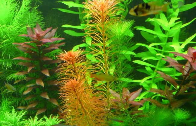 小鱼缸养什么水草?
