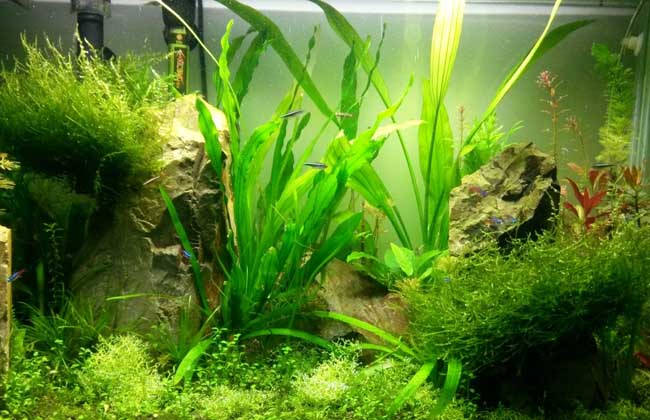 金鱼缸养什么水草好?