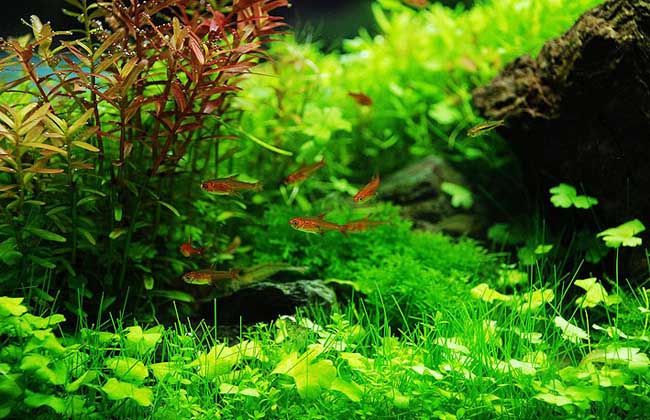 什么水草最好养?