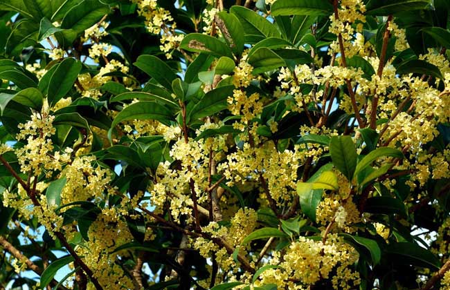 桂花树的特点有哪些?