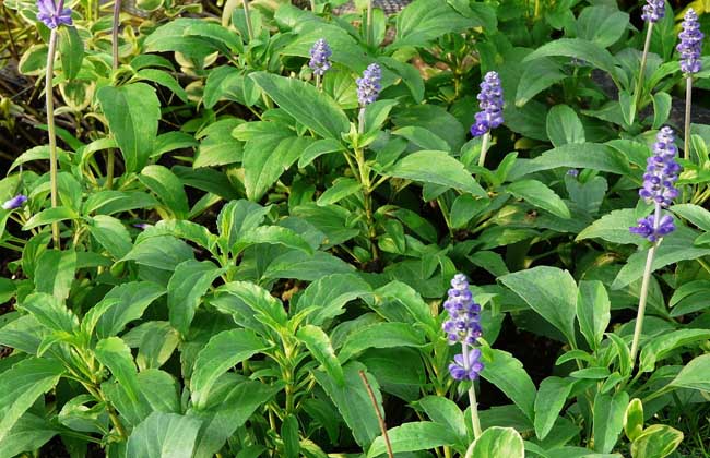 蓝花鼠尾草花期多久?