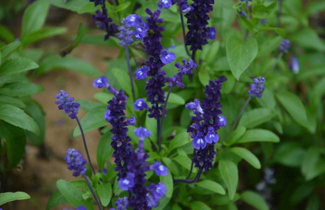 兰花鼠尾草怎么种植?