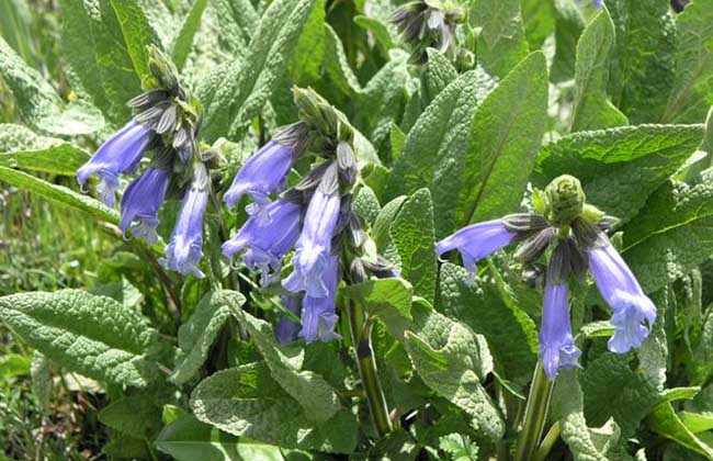 快乐鼠尾草有毒吗?