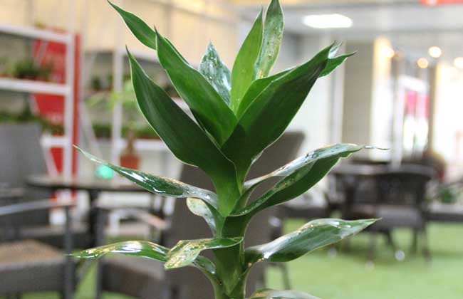 富贵竹冬天怎么养?