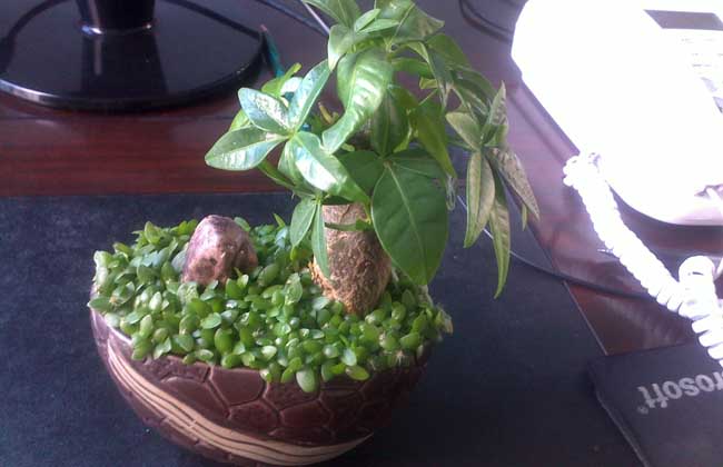 发财树怎么摆放招财?