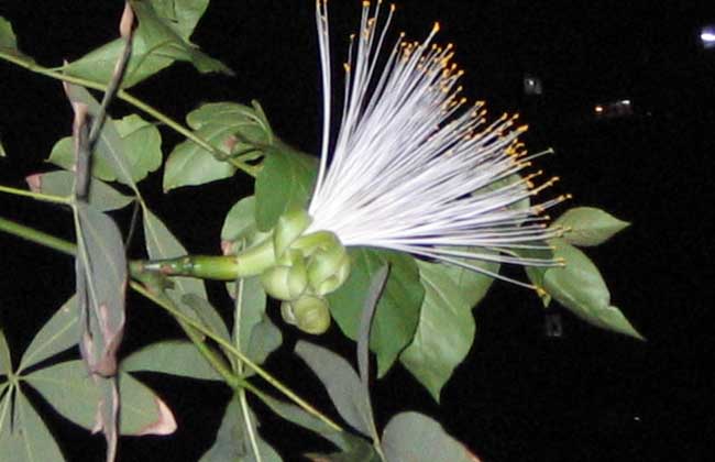 发财树会开花吗?