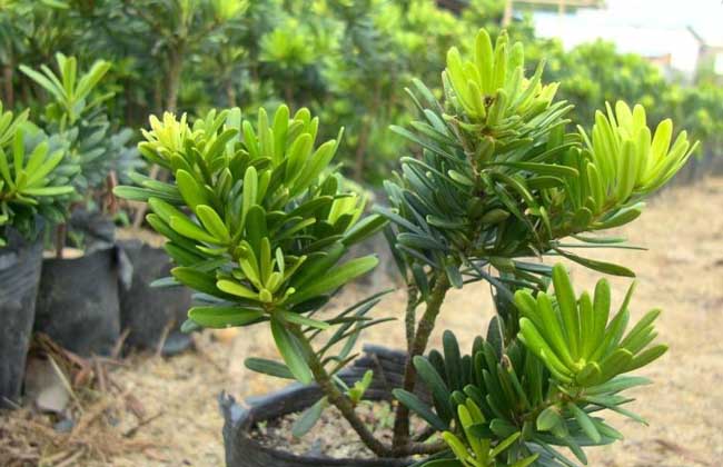 罗汉松种子怎么种?