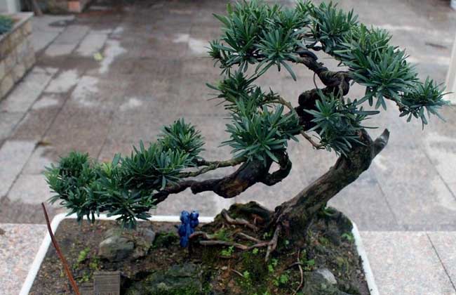 罗汉松怎么修剪?