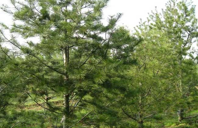 白皮松种植前景